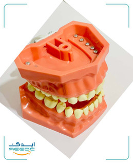 ماکت آموزشی دندانپزشکی (کست دندانپزشکی)